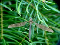 Schnake, Tipulidae