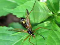 Ctenophora elegans