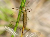 Nephrotoma sp.