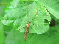Nephrotoma sp.
