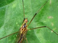 Nephrotoma sp.