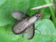Coremacera marginata