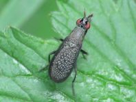 Coremacera marginata