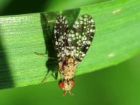 Trypetoptera punctulata