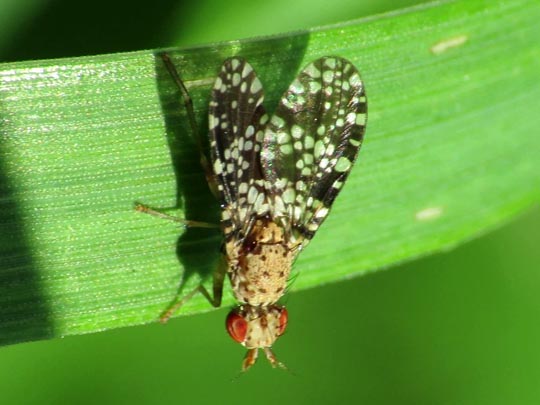 Trypetoptera punctulata