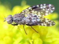 Trypetoptera punctulata