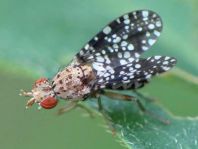 Trypetoptera punctulata
