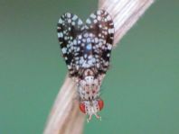 Trypetoptera punctulata