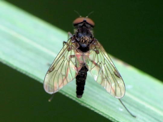 Chrysopilus sp.
