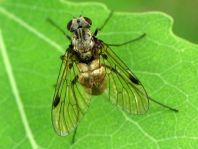 Chrysopilus sp.