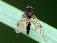 Chrysopilus sp.