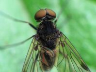 Chrysopilus sp.