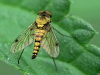Chrysopilus sp.