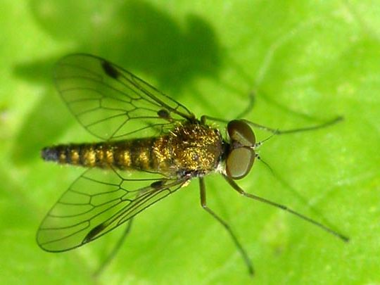 Kronen-Schnepfenfliege, Chrysopilus cristatus