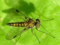 Kronen-Schnepfenfliege, Chrysopilus cristatus