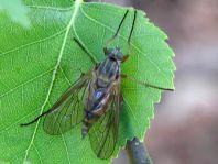 Rhagionidae