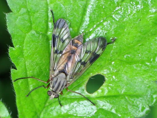 Rhagio scolopaceus, Gemeine Schnepfenfliege