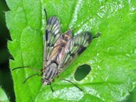 Rhagio scolopaceus, Gemeine Schnepfenfliege