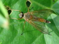 Rhagio tringarius