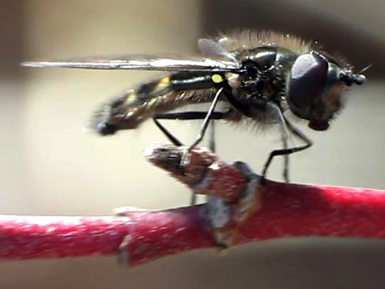 Schwebfliege, Syrphidae