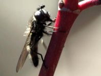Schwebfliege, Syrphidae
