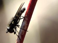 Schwebfliege, Syrphidae