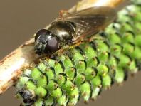 Cheilosia