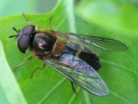 Epistrophe eligans