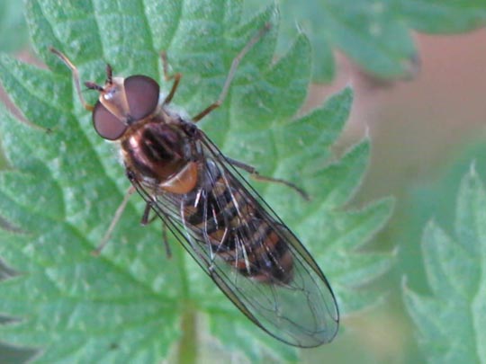 Gemeine Winterschwebfliege, Episyrphus balteatus