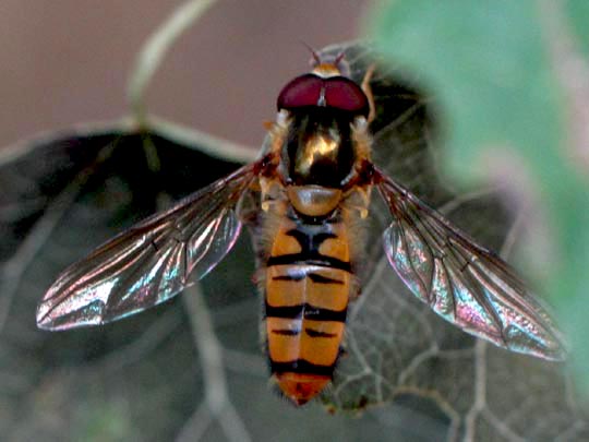 Gemeine Winterschwebfliege, Episyrphus balteatus