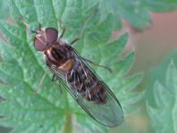 Gemeine Winterschwebfliege, Episyrphus balteatus