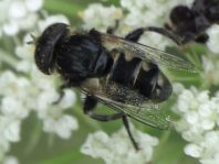 Eristalinus sepulchralis, Schwarze Augenfleck-Schwebfliege