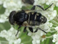 Eristalinus sepulchralis, Schwarze Augenfleck-Schwebfliege