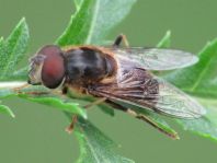 Gemeine Keilfleckschwebfliege, Eristalis pertinax