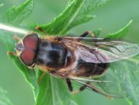 Gemeine Keilfleckschwebfliege, Eristalis pertinax