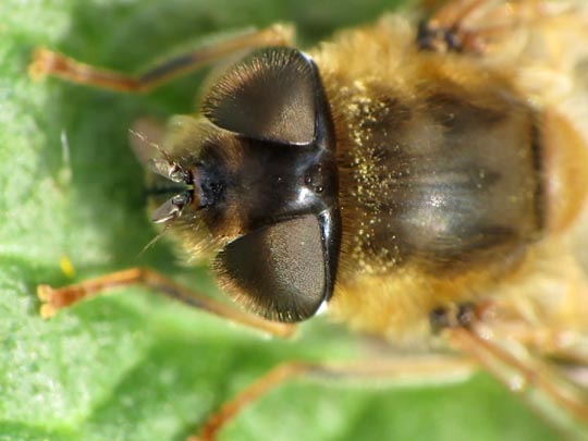 Gemeine Keilfleckschwebfliege, Wald-Mistbiene, Eristalis pertinax