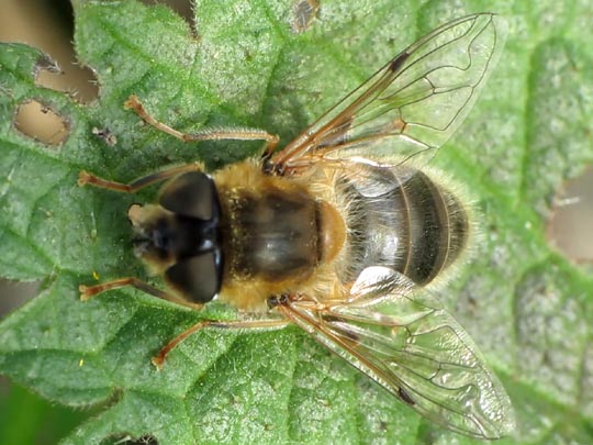 Gemeine Keilfleckschwebfliege, Wald-Mistbiene, Eristalis pertinax