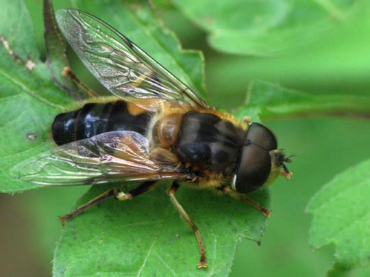 Eristalis