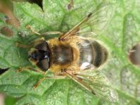 Gemeine Keilfleckschwebfliege, Eristalis pertinax