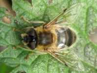 Gemeine Keilfleckschwebfliege, Eristalis pertinax