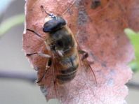 Mistbiene, Eristalis tenax