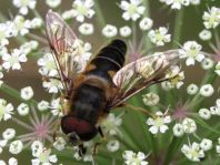 Gemeine Keilfleckschwebfliege, Eristalis pertinax