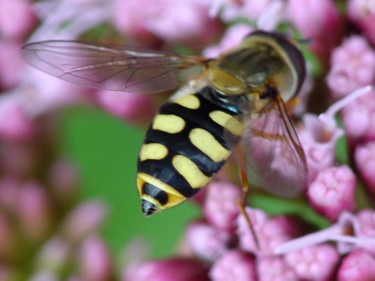 Eupeodes corollae, Gemeine Feldschwebflieg