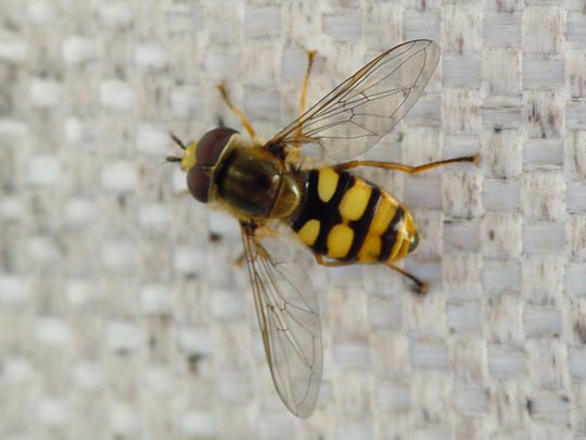 Eupeodes corollae, Gemeine Feldschwebflieg