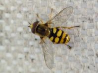 Eupeodes corollae, Gemeine Feldschwebfliege