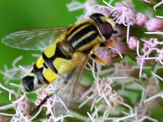 Grosse Sumpfschwebfliege, Helophilus trivittatus