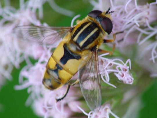 Helle Sumpfschwebfliege, Helophilus hybridus
