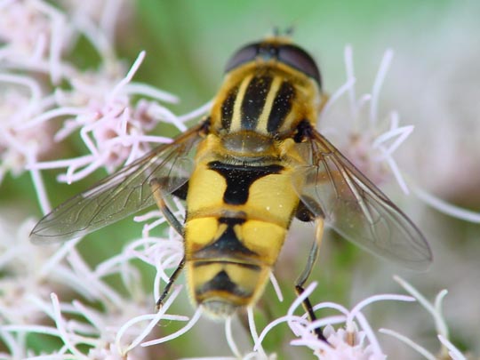 Helle Sumpfschwebfliege, Helophilus hybridus