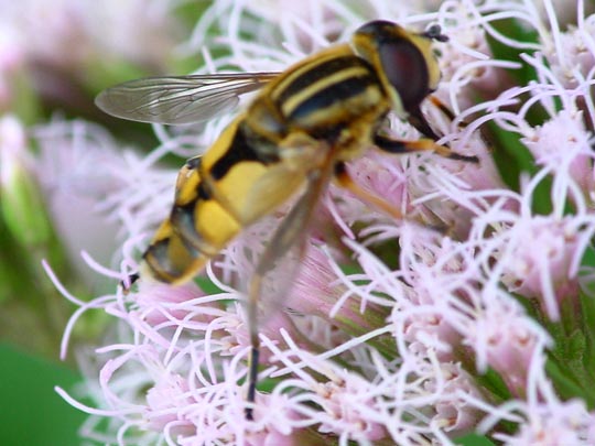 Helle Sumpfschwebfliege, Helophilus hybridus