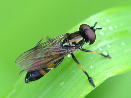 Platycheirus granditarsus